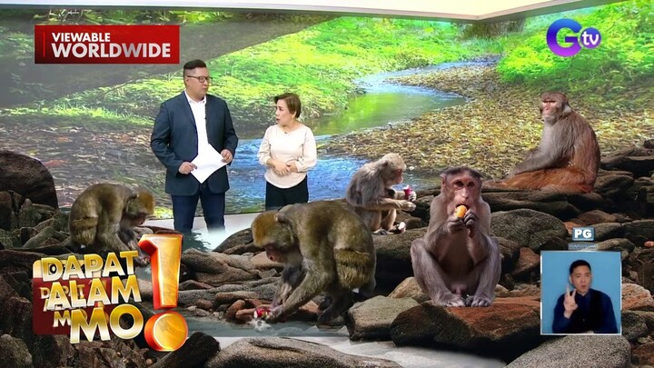 Mga unggoy, tambay sa isang resthouse sa Samal Island?! | Dapat Alam Mo!