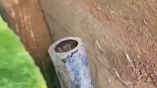 ضفدع النخيل في أنبوب الري، يعطي إحساسًا فوريًا بضفدع ذهبي يقذف الماء.