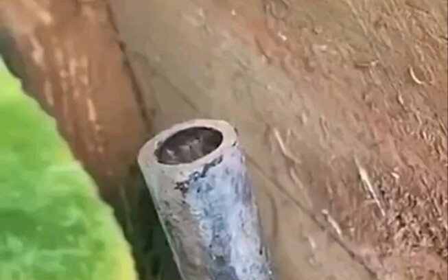 ضفدع النخيل في أنبوب الري، يعطي إحساسًا فوريًا بضفدع ذهبي يقذف الماء.