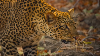Leopard vs Impala vs Hyena - Eden- Untamed Planet