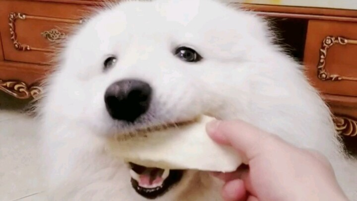 Nggendong seekor anjing yang pilih-pilih dan mementingkan kekayaan!