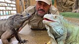 Iguana Yang Dipelihara 10 Tahun, Bisa Mengangguk Salam Saat Bertemu
