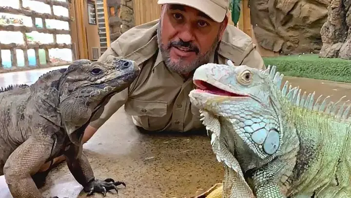 Ten Years With Iguanas, And They Nod To Say Hi [Jay]