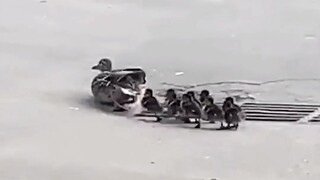 น้องชาย: พี่ใหญ่ที่แสนดีของเราล่ะ