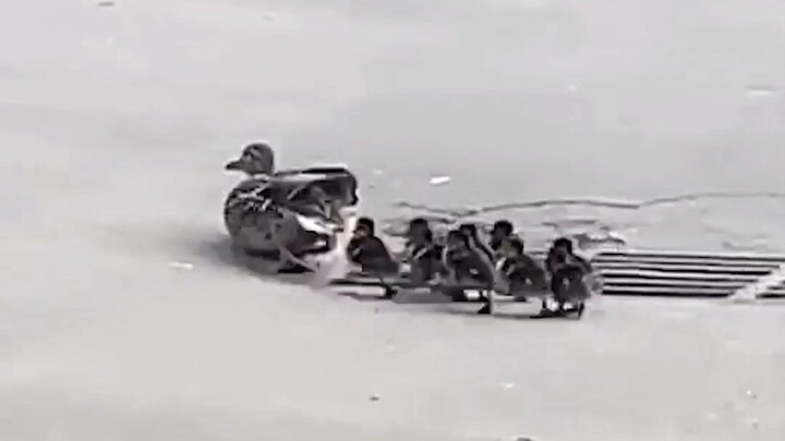 Adik: Di mana kakak laki-laki kita yang baik?