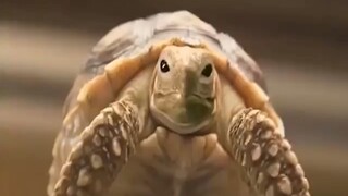 Cậu bé vô tình nhặt được một quả trứng kì lạ, hoá ra là một con rùa biết bay -p2