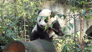 [Animals]A lovely panda fell off a stone