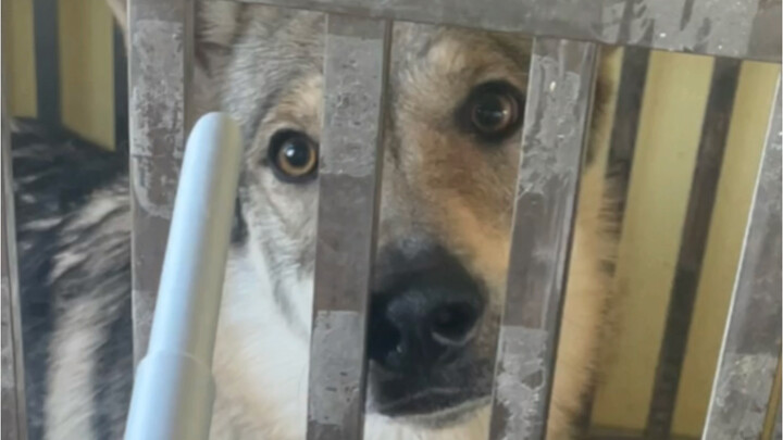 عندما جلبت لجرو عائلتي معالجًا للتواصل مع الحيوانات الأليفة