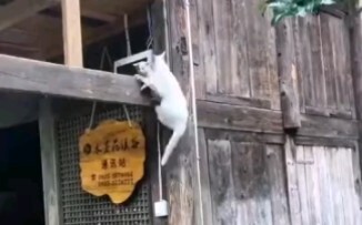 The little cat is so pitiful—already down to her last eight lives at such a young age!