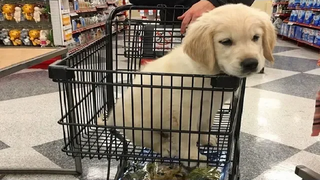 Funniest & Cutest Golden Retriever Puppies 21 - Funny Puppy Videos 2019