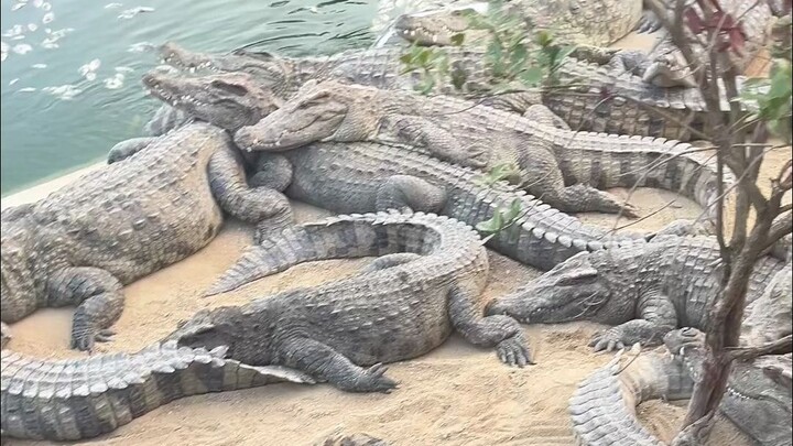 The sun has set, but the crocodile still hasn’t entered the water—looks like it’s feeling itchy; the