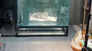 Cat Aquarium