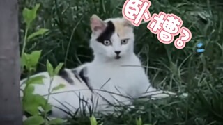 🐱：人贩子？这么猖狂！