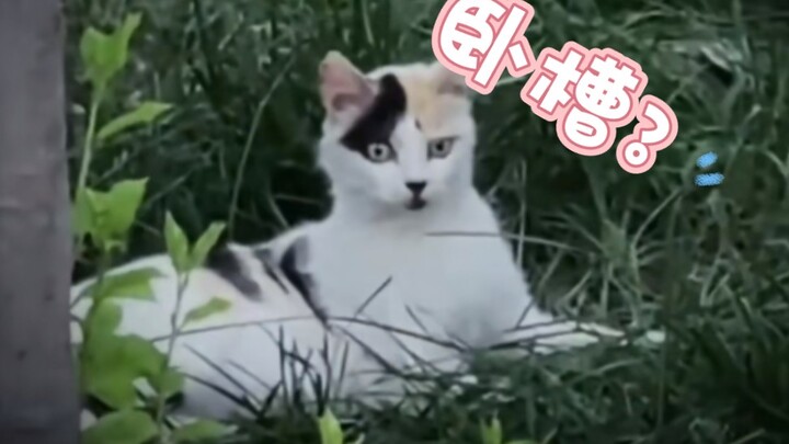 🐱：人贩子？这么猖狂！
