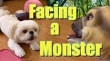 Borgy the Shih Tzu Meets Face to Face with the Monster ( Cute & Funny Dog Video)