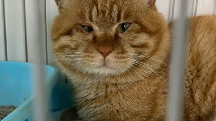 It’s not hard to treat a big orange cat; the hard part is how to raise it… Everyone, please share yo