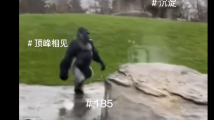 #185# نلتقي على القمة #لكمة واحدة تطيح بالمدرب #شكرًا للمدير