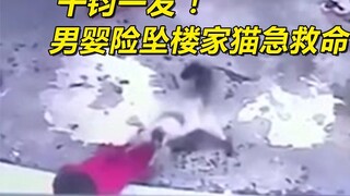 thrilling! In the nick of time, a baby boy nearly fell from a building and a domestic cat rescued hi