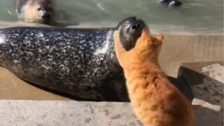 [Animal Voice Acting] In cats' eyes, seals are also seafood!