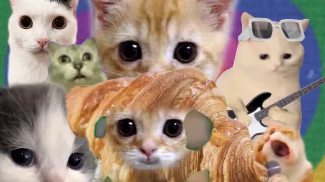แมวเป่า