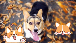 Episode 6|Corgi adalah Ahli Gen, Pantat yang Seksi Sungguh Menawan