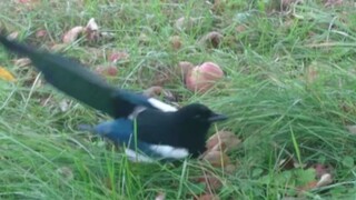 After eating the fermented apples on the ground, the magpie became so dizzy that it couldn't even wa