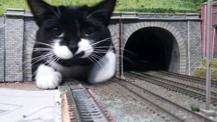 Jadi, kenapa kucingnya begitu besar?