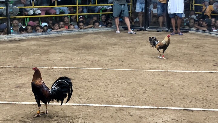 Fight no.3 Lose sa 5 cock derby sa Looc Cockpit Arena