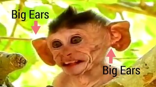 OMG!!, Never Seen Before Baby Monkey Has Very Big Ears Like This, Awesome Baby Monkey Show You Seen