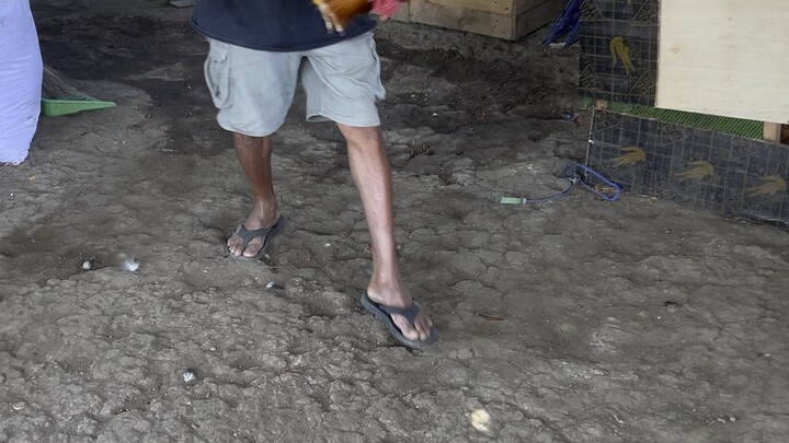 Korona Post-Performance