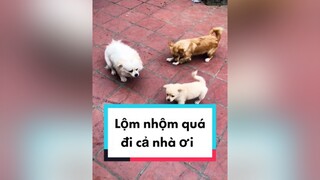 Lộn xộn quá đi. Haha. cunyeucuadua chó chócon chókhôn chócute chó_cưng chócon chókhôn chómèo xuhuong fyp