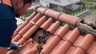Mái nhà đã biến thành tổ dơi, và sẽ có một "điều bất ngờ" khi bạn nhấc các viên ngói lên... Hãy cẩn 