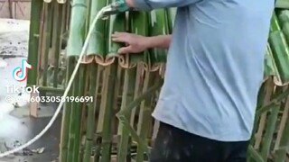 bamboo