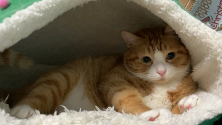 Little Stinky Cat Who Hates Brushing Her Teeth!