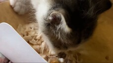 VID_20250313 (1)