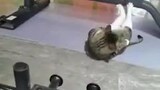 The cat is more fit than you