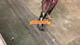 latihan militer..nabrak gandeng sebelum laga