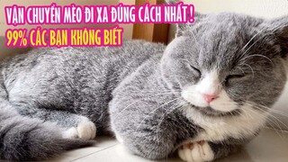 Cách Vận Chuyển Mèo Đi Xa Chuẩn Nhất | 99% Các Bạn Không Biết