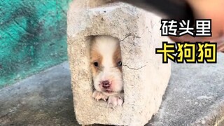 Those embarrassing moments for animals!