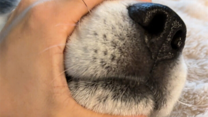 Awooo~!