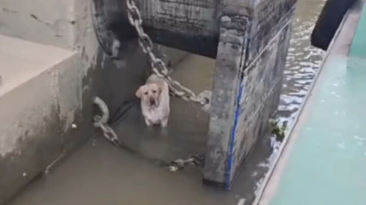 This is a video discouraging people from getting a Labrador Retriever.