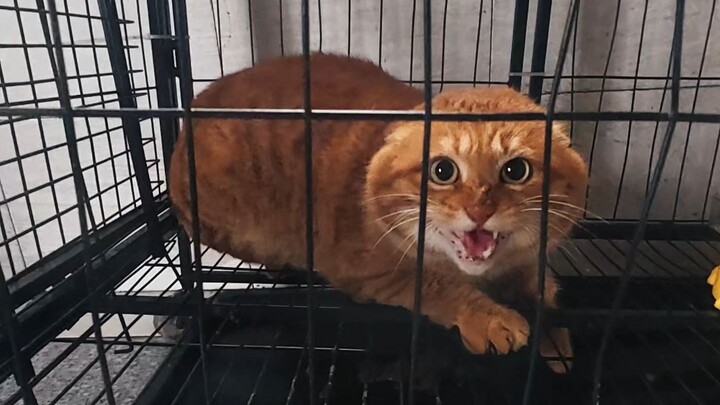Bully Big Orange Brother 100 – Is This Scaring Him, Cat Lovers?