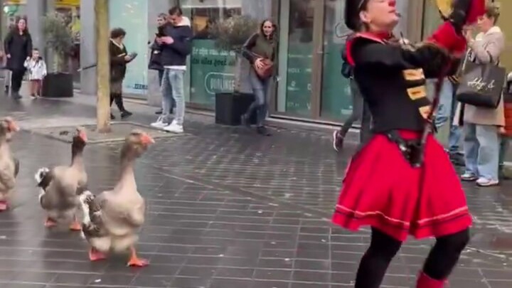 กองทหารเก้าห่านตูลูซ