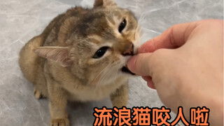 同时被猫和被狗咬了是什么体验？