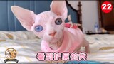 Funny adorable Sphynx kittens 2020-The Pets Home#21
