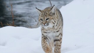 Lynx: I don't cause trouble, but I'm afraid of it.