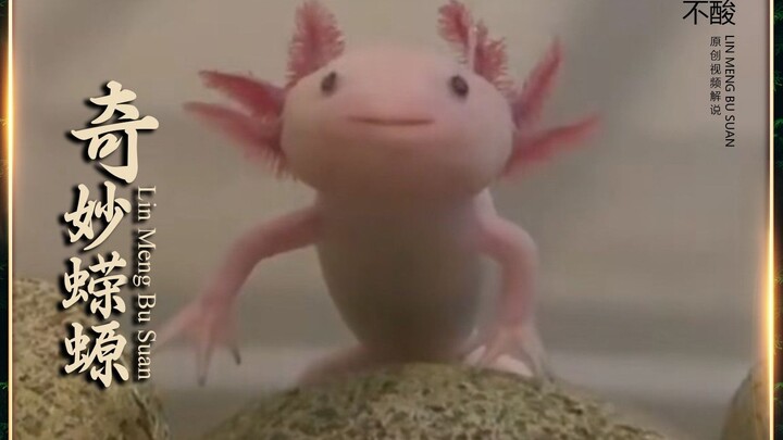 Người phụ nữ chỉ muốn cứu mạng nó, nào ngờ con kỳ nhông lại mang đến cho cô một bất ngờ lớn.