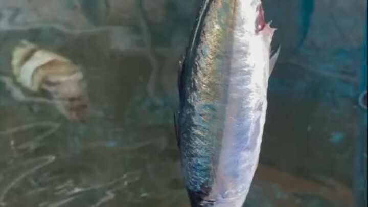 This abstract octopus can “change its face” and swims straight toward you as soon as it grabs a fish