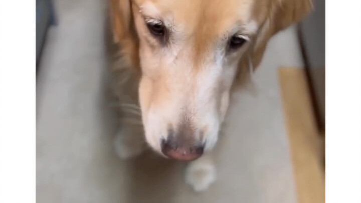 Dog: You are still too young, tui