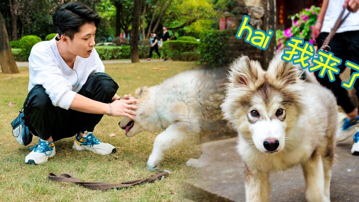 【Transformasi Besar Anjing Bermasalah】“Tiga Bodoh” yang kalian tunggu-tunggu telah tiba! Aduh, lagi-